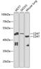 CD47 Molecule antibody, 18-341, ProSci, Western Blot image 