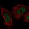 Immediate Early Response 2 antibody, PA5-66339, Invitrogen Antibodies, Immunofluorescence image 