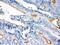 Villin 1 antibody, PA5-80221, Invitrogen Antibodies, Immunohistochemistry frozen image 