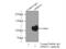 G Protein Regulated Inducer Of Neurite Outgrowth 1 antibody, 13771-1-AP, Proteintech Group, Immunoprecipitation image 