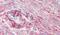 Caveolae Associated Protein 3 antibody, PA5-19187, Invitrogen Antibodies, Immunohistochemistry paraffin image 