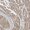 Myosin Heavy Chain 3 antibody, NBP1-89707, Novus Biologicals, Immunohistochemistry paraffin image 