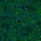 SSR-gamma antibody, NBP1-80667, Novus Biologicals, Immunofluorescence image 