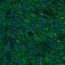 Signal sequence receptor subunit gamma antibody, NBP1-80667, Novus Biologicals, Immunofluorescence image 