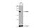 RAB6A, Member RAS Oncogene Family antibody, NBP1-33110, Novus Biologicals, Western Blot image 