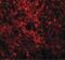 GATA Binding Protein 3 antibody, PA5-20892, Invitrogen Antibodies, Immunofluorescence image 