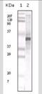 Apolipoprotein A5 antibody, NB110-55454, Novus Biologicals, Western Blot image 