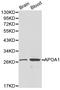 Apolipoprotein A1 antibody, LS-C192378, Lifespan Biosciences, Western Blot image 