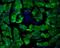 GFP antibody, NB600-308, Novus Biologicals, Immunofluorescence image 