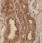 ADP Ribosylation Factor 3 antibody, FNab00530, FineTest, Immunohistochemistry paraffin image 
