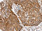 Single-stranded DNA-binding protein, mitochondrial antibody, CSB-PA326406, Cusabio, Immunohistochemistry frozen image 