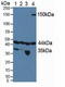 Hypoxia Inducible Factor 1 Subunit Alpha Inhibitor antibody, LS-C704572, Lifespan Biosciences, Western Blot image 