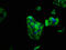 Phosphoinositide-3-Kinase Regulatory Subunit 6 antibody, CSB-PA719469LA01HU, Cusabio, Immunofluorescence image 