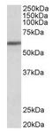 Zinc Finger Protein 703 antibody, orb19127, Biorbyt, Western Blot image 