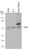 TOR antibody, MAB6109, R&D Systems, Western Blot image 