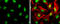 CAMP Responsive Element Binding Protein 1 antibody, GTX112846, GeneTex, Immunocytochemistry image 