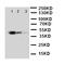 GATA Binding Protein 2 antibody, LS-C313023, Lifespan Biosciences, Western Blot image 