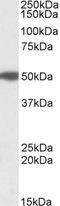 RP3 antibody, 42-510, ProSci, Enzyme Linked Immunosorbent Assay image 