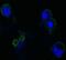 Fibroblast Growth Factor Receptor 4 antibody, GTX83129, GeneTex, Immunocytochemistry image 