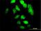 Transcription Factor 12 antibody, H00006938-M01, Novus Biologicals, Immunofluorescence image 