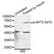 AKT Serine/Threonine Kinase 2 antibody, MBS125653, MyBioSource, Western Blot image 