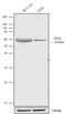 Frizzled Class Receptor 4 antibody, 720062, Invitrogen Antibodies, Western Blot image 