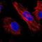 Zinc Finger Protein 563 antibody, NBP1-81973, Novus Biologicals, Immunocytochemistry image 