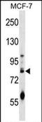 Germ Cell Nuclear Acidic Peptidase antibody, PA5-71954, Invitrogen Antibodies, Western Blot image 