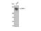 LIM Domain Kinase 1 antibody, STJ93928, St John