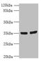 Odd-Skipped Related Transciption Factor 2 antibody, LS-C378251, Lifespan Biosciences, Western Blot image 