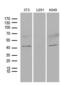 Homeobox C4 antibody, LS-C795113, Lifespan Biosciences, Western Blot image 
