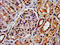 Arrestin Beta 1 antibody, LS-C396192, Lifespan Biosciences, Immunohistochemistry paraffin image 
