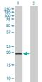 Acireductone Dioxygenase 1 antibody, H00055256-B01P, Novus Biologicals, Western Blot image 