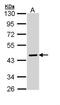 Serpin Family A Member 10 antibody, NBP1-32903, Novus Biologicals, Western Blot image 