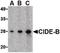 Cell Death Inducing DFFA Like Effector B antibody, PA5-20323, Invitrogen Antibodies, Western Blot image 