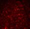 Thymic Stromal Lymphopoietin antibody, 4023, ProSci Inc, Immunofluorescence image 