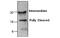 Caspase 5 antibody, MBS835498, MyBioSource, Western Blot image 