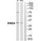 Regulating Synaptic Membrane Exocytosis 4 antibody, A15404, Boster Biological Technology, Western Blot image 