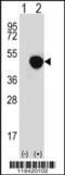 Leucine-rich alpha-2-glycoprotein antibody, 62-413, ProSci, Western Blot image 