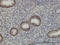 RNA Binding Motif Protein 39 antibody, LS-C133594, Lifespan Biosciences, Immunohistochemistry frozen image 