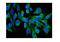 Heat Shock Protein Family A (Hsp70) Member 8 antibody, PB9641, Boster Biological Technology, Immunofluorescence image 