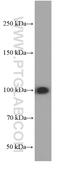 MMS19 Homolog, Cytosolic Iron-Sulfur Assembly Component antibody, 66049-1-Ig, Proteintech Group, Western Blot image 