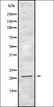 Fibroblast Growth Factor 14 antibody, orb335304, Biorbyt, Western Blot image 