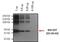 BH3 Interacting Domain Death Agonist antibody, GTX15667, GeneTex, Western Blot image 