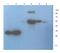 Aquaporin 4 antibody, GTX37784, GeneTex, Western Blot image 