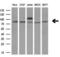 Transcription Factor 12 antibody, LS-C790283, Lifespan Biosciences, Western Blot image 