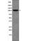 DNA Ligase 4 antibody, PA5-64535, Invitrogen Antibodies, Western Blot image 