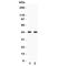 Cell Division Cycle 37 antibody, R31256, NSJ Bioreagents, Western Blot image 