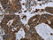 Glutamate-Ammonia Ligase antibody, CSB-PA929928, Cusabio, Immunohistochemistry frozen image 