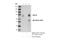 PHD Finger Protein 19 antibody, 77271S, Cell Signaling Technology, Immunoprecipitation image 